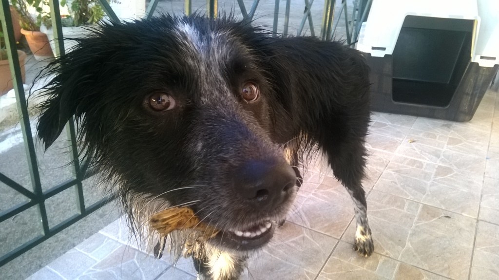 ΤΣΟΥΤΣΟΥΜΠΡΕΛΟΣ